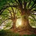 Arboristika a komplexní péče o dřeviny